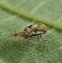 Elm Lace Bug - photo 3