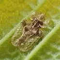 Elm Lace Bug - photo 4