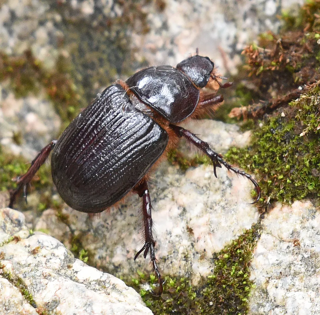 Coscinocephalus cribrifrons - photo 2