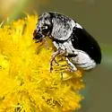Coscinoptera aeneipennis - Coscinoptera aeneipennis