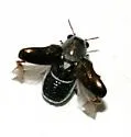 Coscinoptera aeneipennis - photo 2