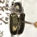 Coscinoptera aeneipennis - photo 3