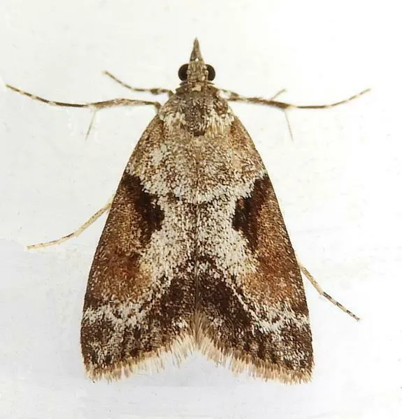 Cosipara modulalis - Hodges#4706 - photo 2