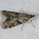 Tricolored Cosipara - Hodges#4705