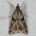 Tricolored Cosipara - Hodges#4705 - photo 2