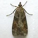 Tricolored Cosipara - Hodges#4705 - photo 3