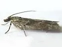 Tricolored Cosipara - Hodges#4705 - photo 4