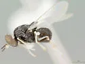 Cosmariomyia pallidipennis