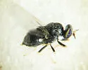 Cosmariomyia pallidipennis - photo 2