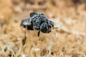 Cosmariomyia pallidipennis - photo 4