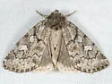 Cosmia elisae - Hodges#9814.1