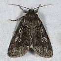 Cosmia elisae - Hodges#9814.1 - photo 2