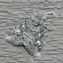 Cosmia elisae - Hodges#9814.1 - photo 3