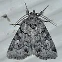 Cosmia elisae - Hodges#9814.1 - photo 4