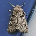 Cosmia elisae - Hodges#9814.1 - photo 5