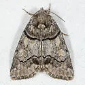 Cosmia praeacuta - Hodges#9814