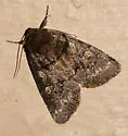 Cosmia praeacuta - Hodges#9814 - photo 2
