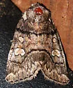 Cosmia praeacuta - Hodges#9814 - photo 4