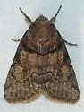 Cosmia praeacuta - Hodges#9814 - photo 5