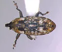 Beet Petiole Borer - photo 2