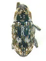 Beet Petiole Borer - photo 3