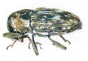 Beet Petiole Borer - photo 4