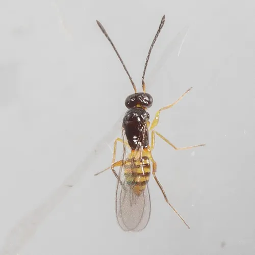 Cosmocomoidea ashmeadi