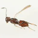 Cosmocomoidea capitata