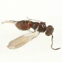 Cosmocomoidea capitata - photo 2