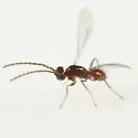 Cosmocomoidea capitata - photo 3