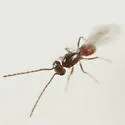 Cosmocomoidea capitata - photo 4
