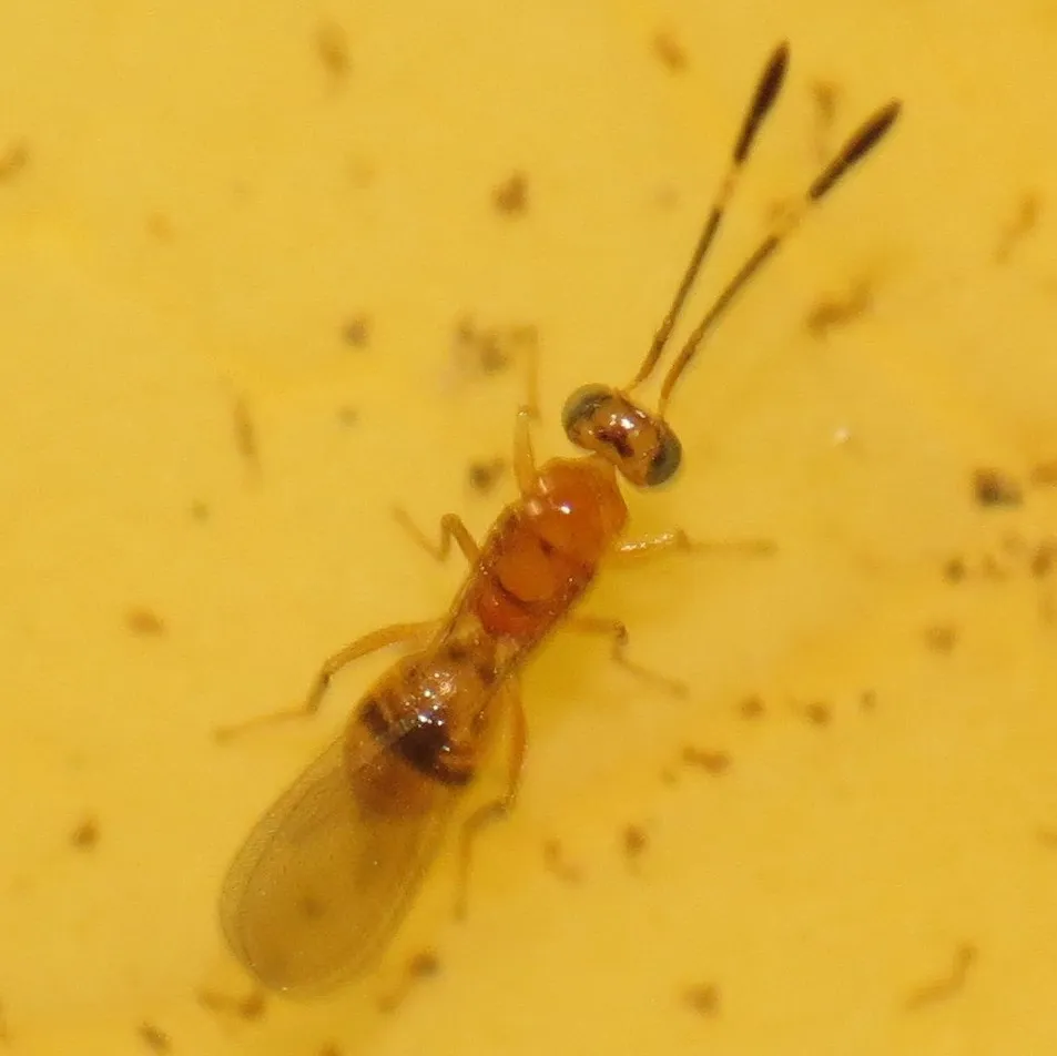 Cosmocomoidea morrilli - photo 3