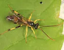 Cosmoconus petiolatus