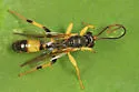 Cosmoconus petiolatus - photo 2