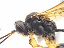 Cosmoconus petiolatus - photo 4