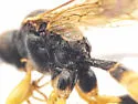 Cosmoconus petiolatus - photo 5
