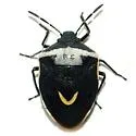Cosmopepla binotata