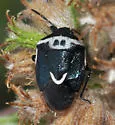 Cosmopepla binotata - photo 3