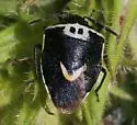 Cosmopepla binotata - photo 4
