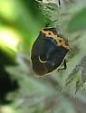 Cosmopepla conspicillaris