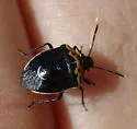 Cosmopepla conspicillaris - photo 2