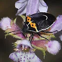 Cosmopepla conspicillaris - photo 3