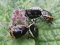 Cosmopepla conspicillaris - photo 4
