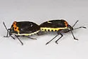 Cosmopepla conspicillaris - photo 5