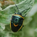 Cosmopepla decorata