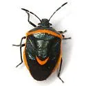 Cosmopepla decorata - photo 2
