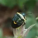 Cosmopepla decorata - photo 4
