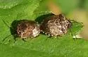 Cosmopepla intergressa - photo 2