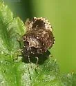 Cosmopepla intergressa - photo 3