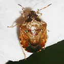 Cosmopepla intergressa - photo 4